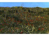 Spring rains produce a sudden profusion of flowers in the Negev desert.